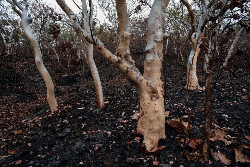 Cultural Burn Vs Ecological Burn The Difference Explained Mid Coast