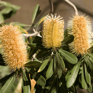 Indigenous Plants of Greater Taree