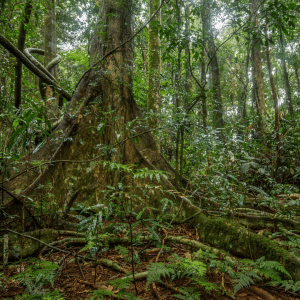 Littoral Rainforest SE Sydney Basin & NSW North Coast bioregions