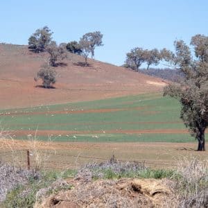 Standards for the Practice of Ecological Restoration in Australia
