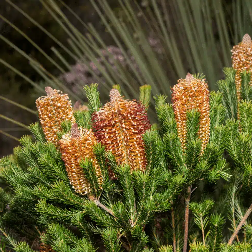 Nature-Mind-Connect-Group