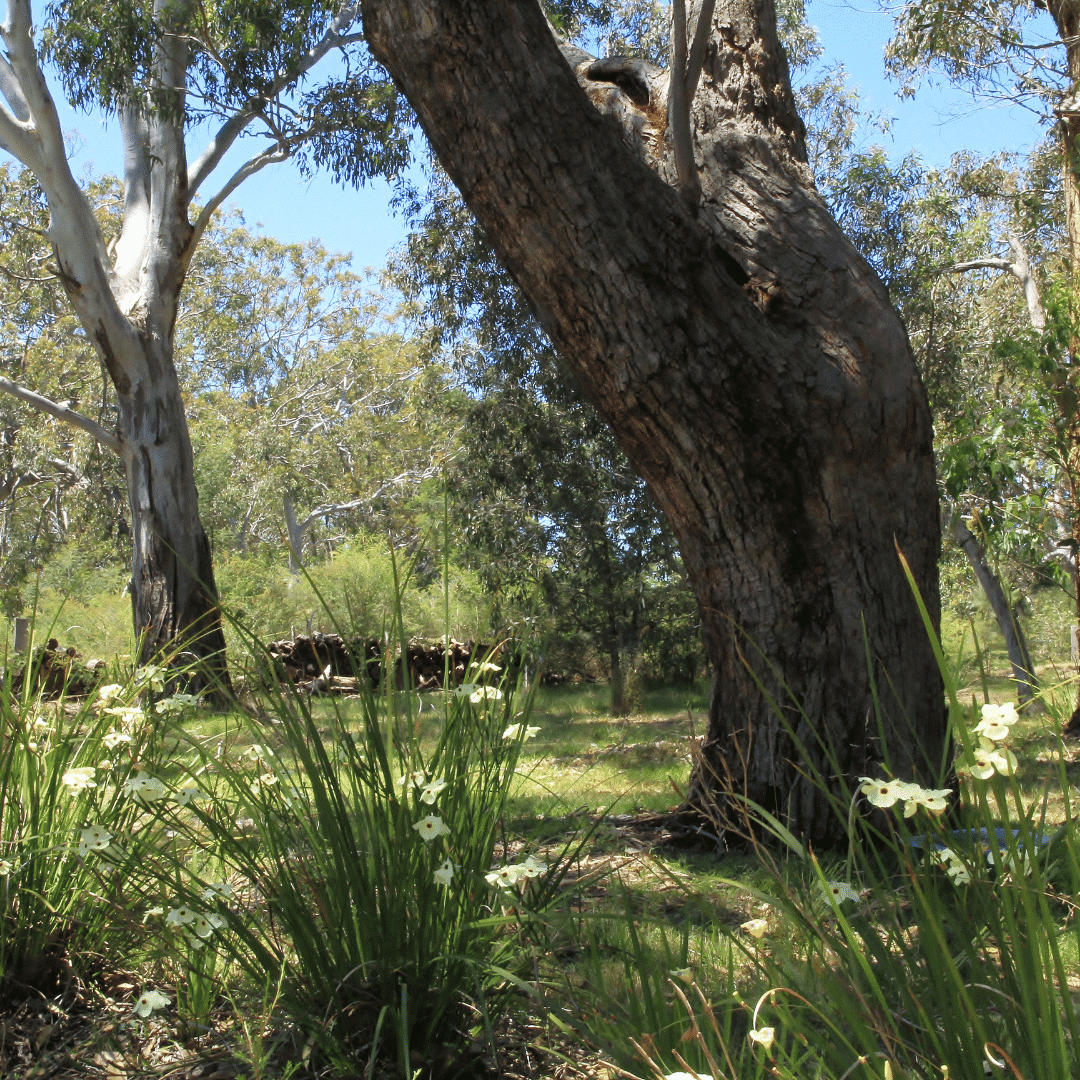 Wingham-Landcare