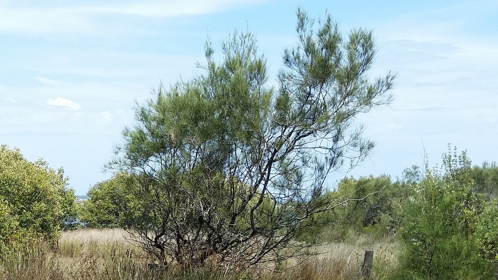 COASTAL-BANKSIAS-MC2TLC