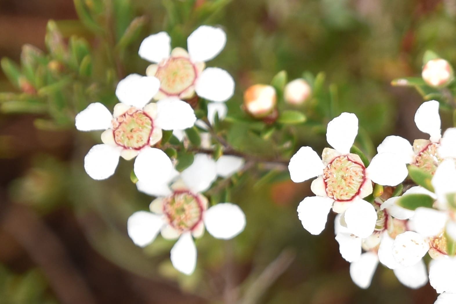 Coastal-Tea-Tree-MC2TLC