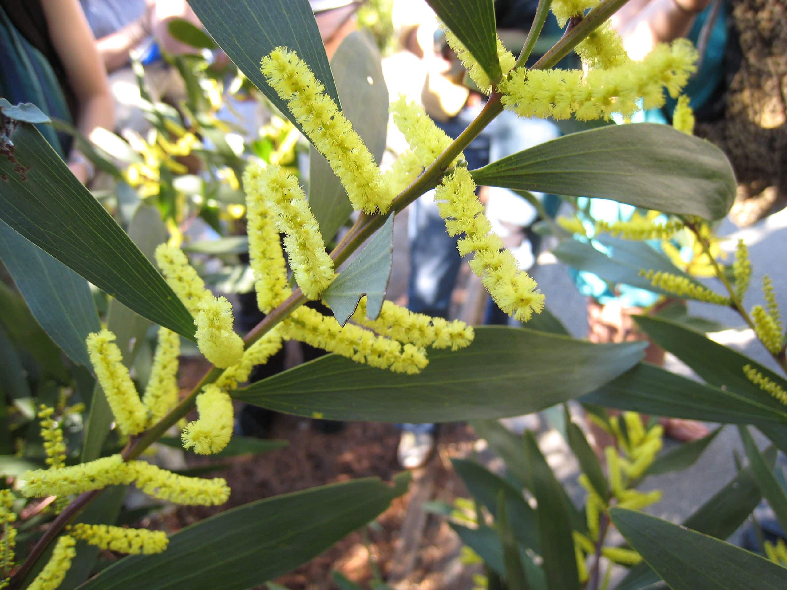 Coastal-Wattle-MC2TLC