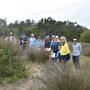 Coastal Bush Regeneration Workshops