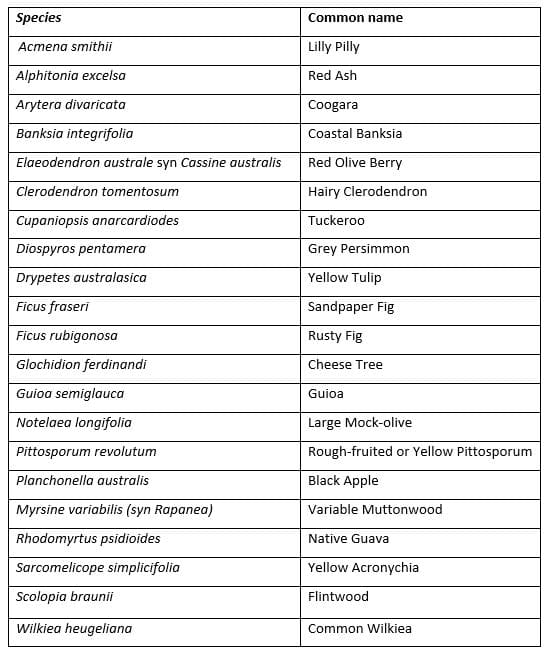 Common trees and shrubs found in Manning littoral rainforests