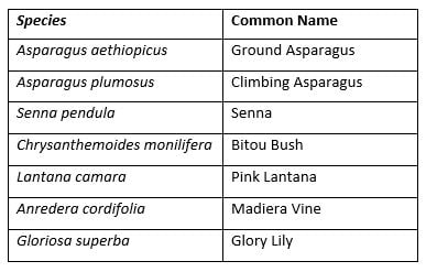 Connon-weeds-littoral-rainforest-Manning