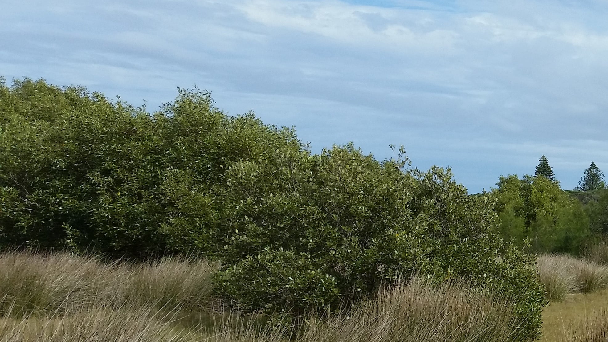 GREY-MANGROVES-MC2TLC