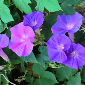 Weed Wiles with Miles: Morning Glory