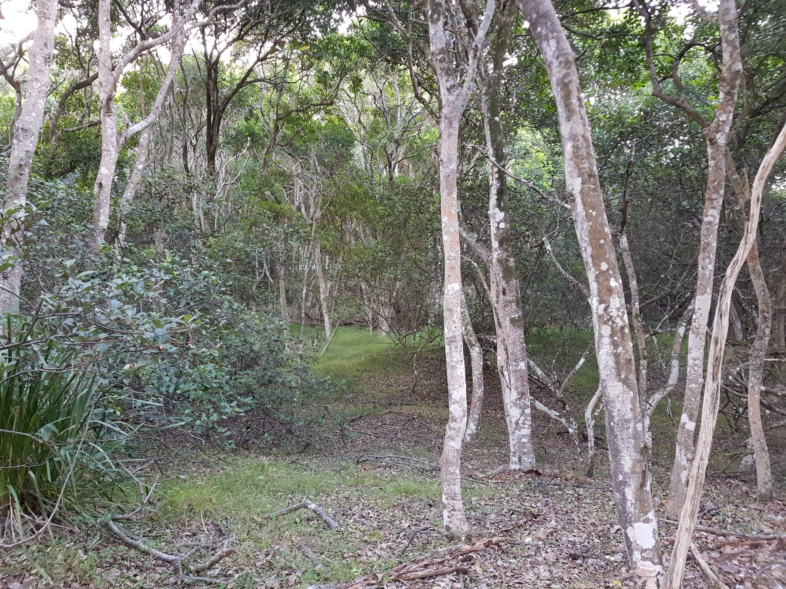 Littoral Rainforests of the Mid Coast