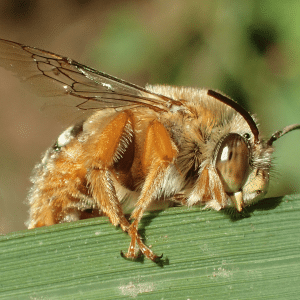 Native Bees of the Mid Coast