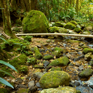 Plant species found in Littoral Rainforest at  Harrington