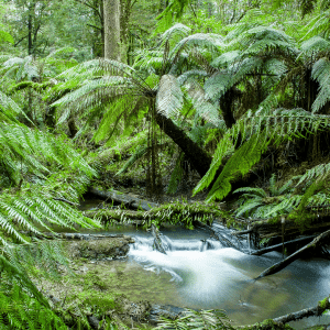 Trees and Shrubs found in Littoral Rainforest at Manning Point