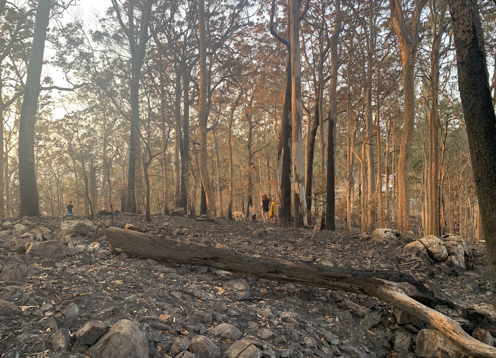 Areas extensively burnt can take time to recover after fire. Photo credit Isabelle Strachan
