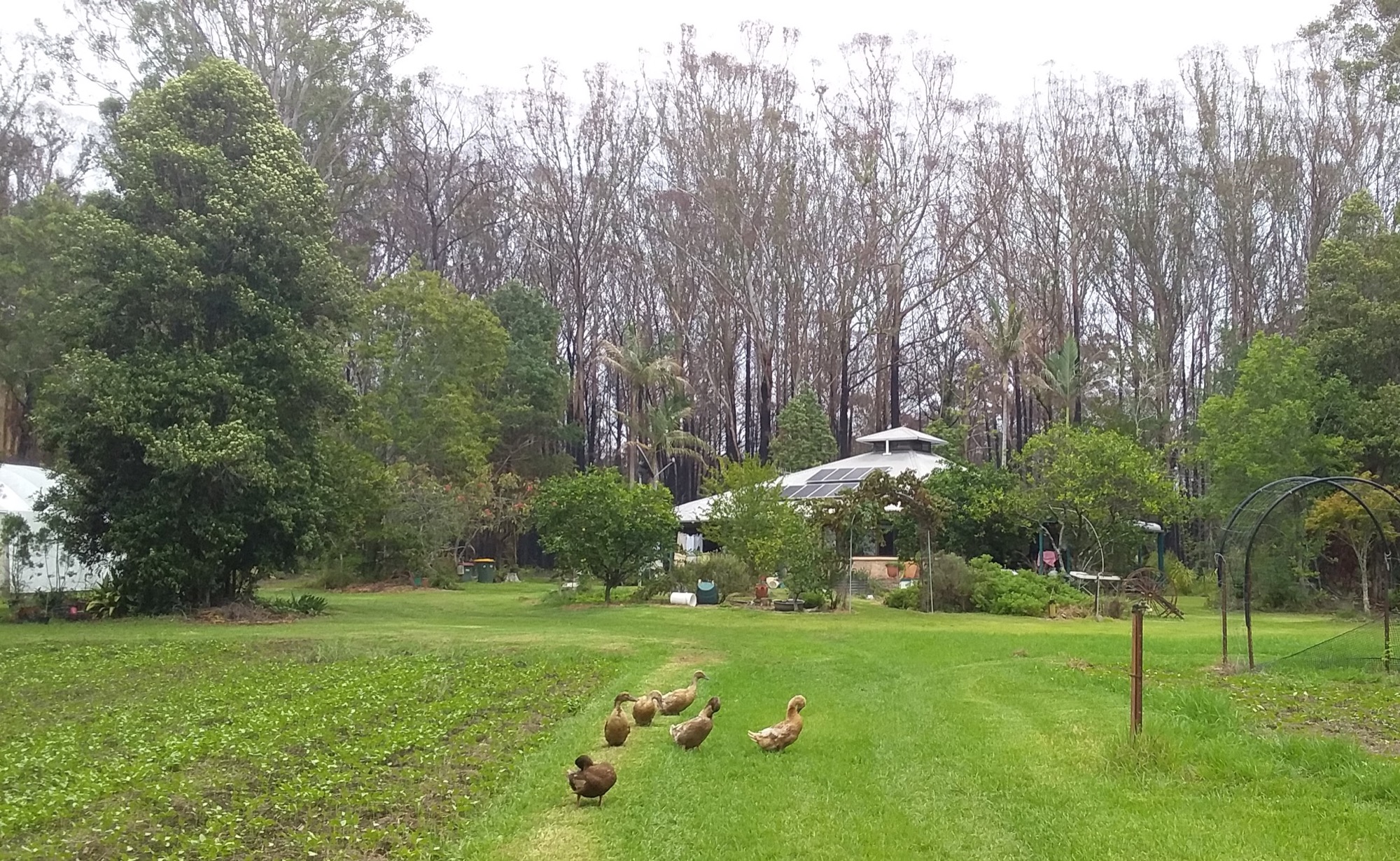 Asset protection zone around house and gardens, nearby bushland in the background. Photo credit Daintree Gerrand