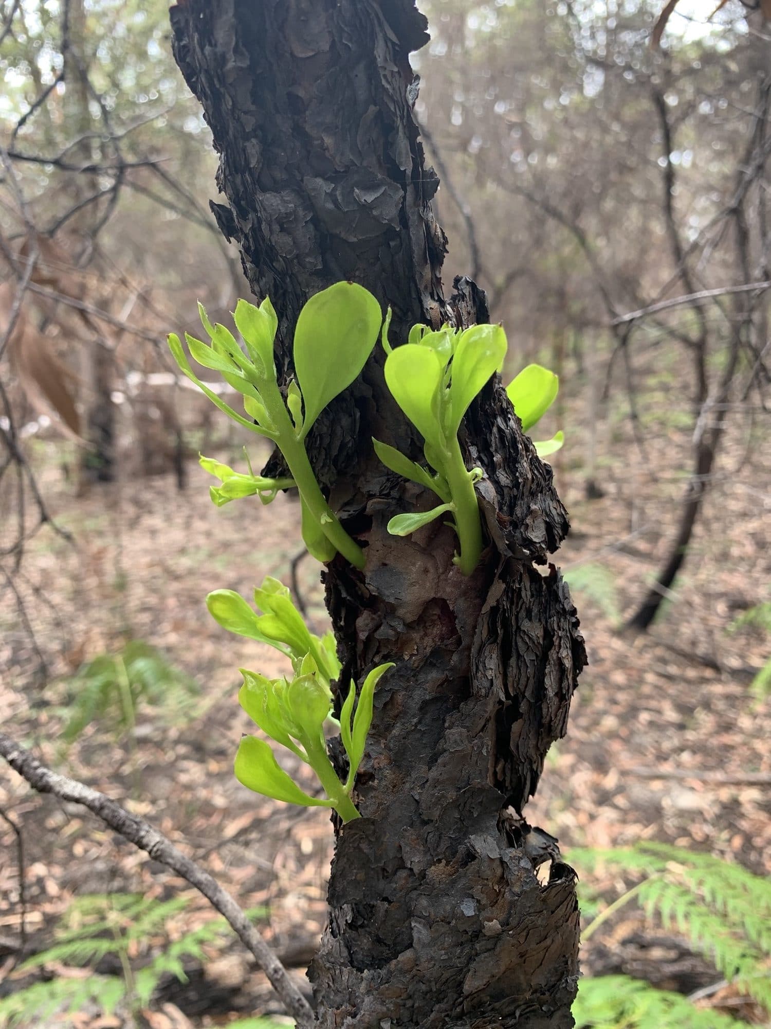 Epicormic growth (type or resprouting) after bushfire . Photo credit Isabelle Strachan