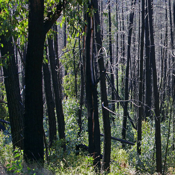 Fire-Ecology-MidCoast2Tops-Landcare copy