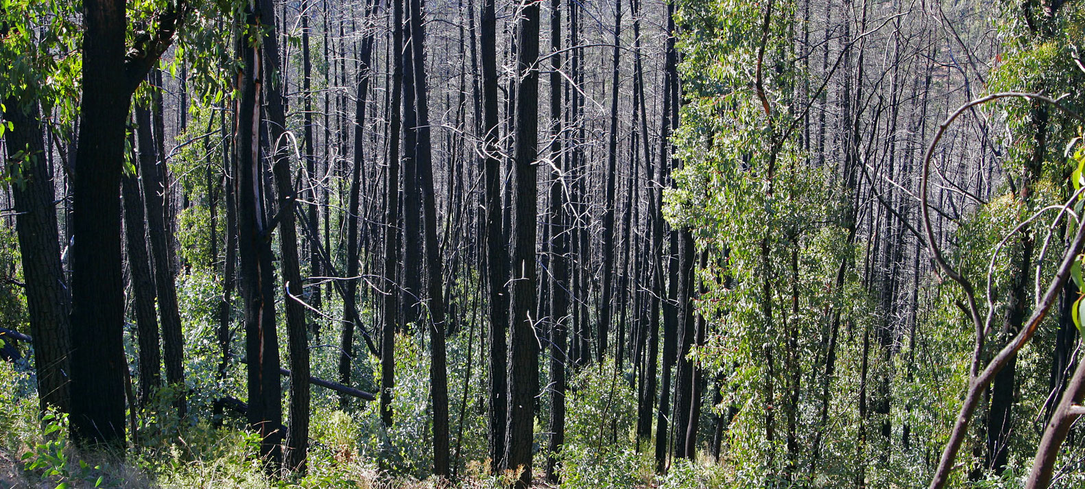 Fire-Ecology-MidCoast2Tops-Landcare