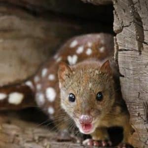 Managing fire for threatened species: Spotted Tail Quoll