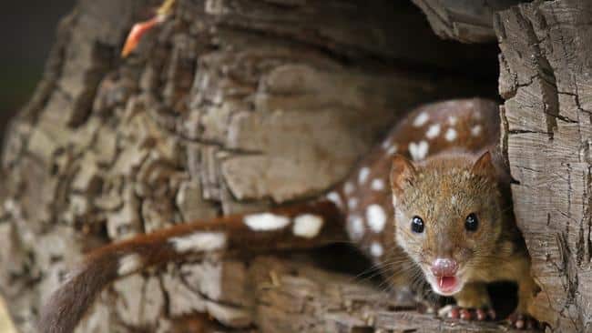 Managing fire for threatened species-Spotted--Tail- Quoll