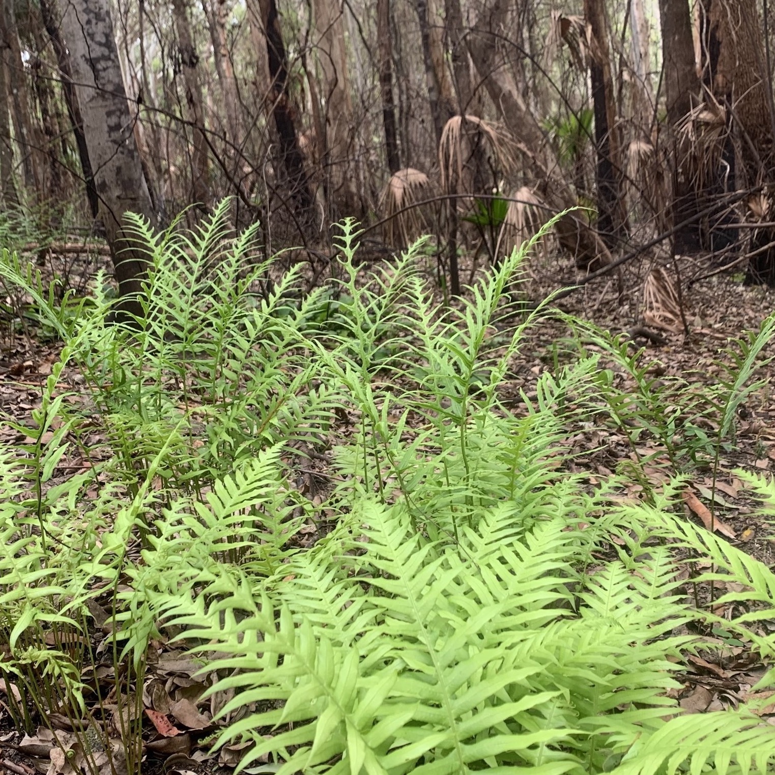 Obligate seeder regenerating after bushfire. Photo credit Isabelle Strachan MidCoast2TopsLandcare