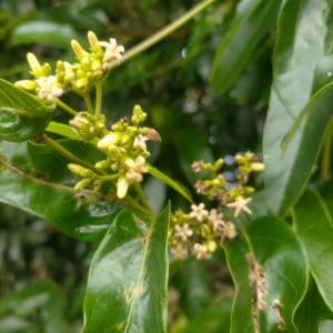 Flora in Feature: Silkpod