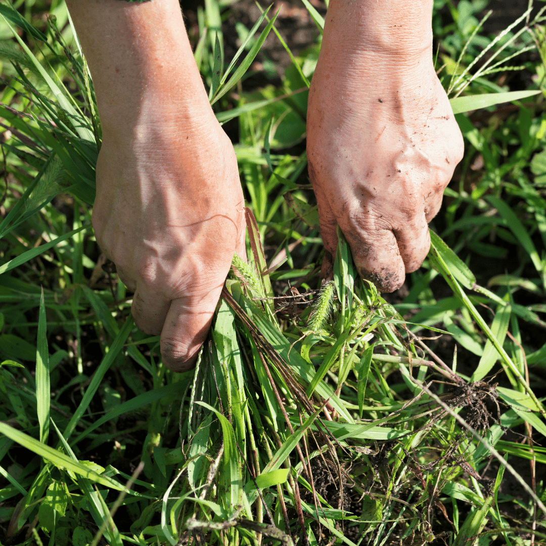 Weedless Wootton Workshop- MidCoast2TopsLandcare