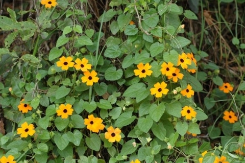 Weedy Warnings Black eyed Susan - 1