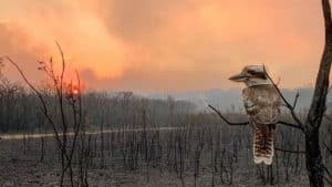 Wallabi Littoral Rainforest & Fire Report