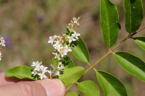 Weedy Warnings: Pesky Privet