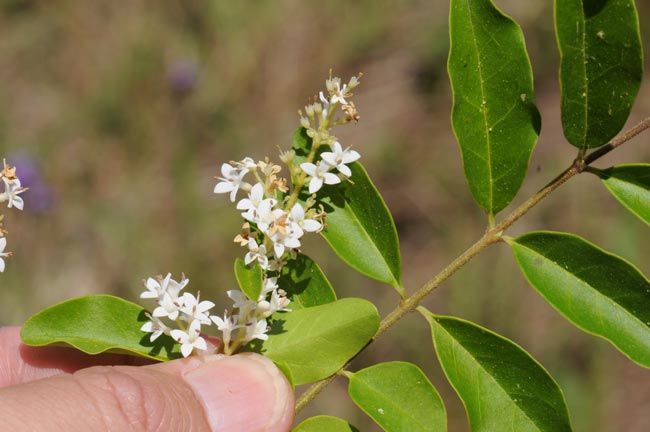 Privet flowers