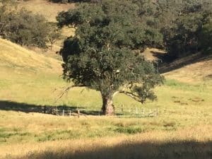 What is happening to all the Paddock Trees?