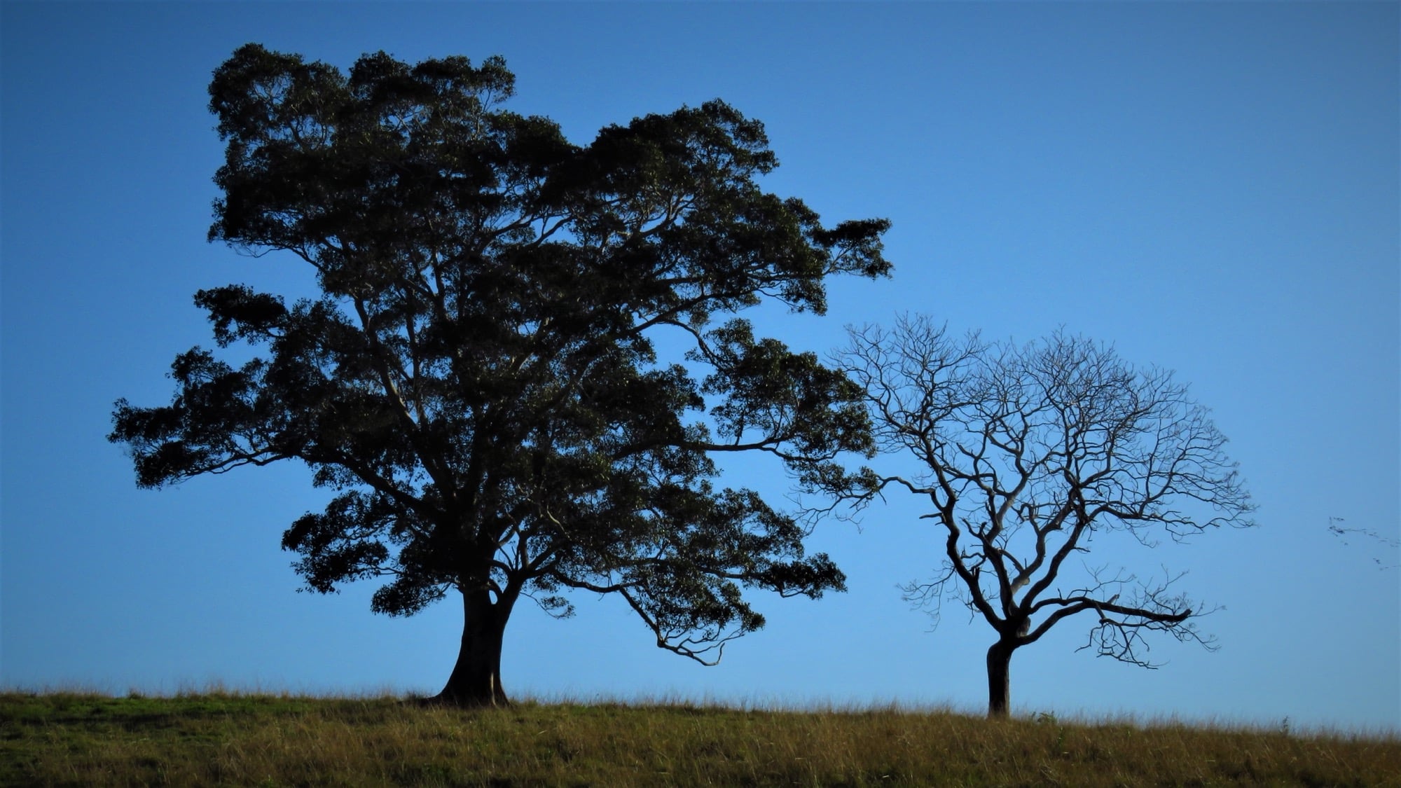 Koala Paddock Trees 2