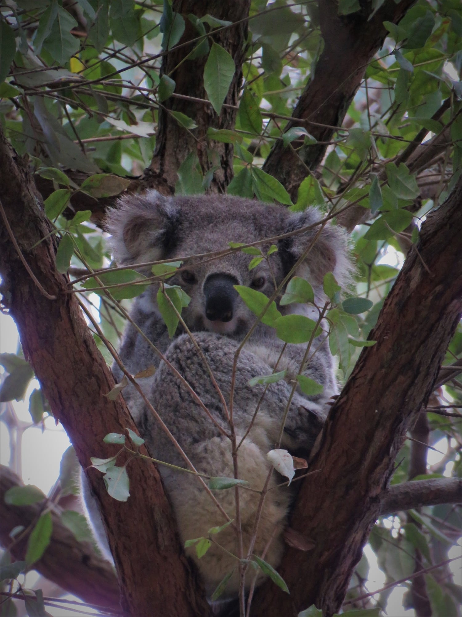 Koala in Tree 2