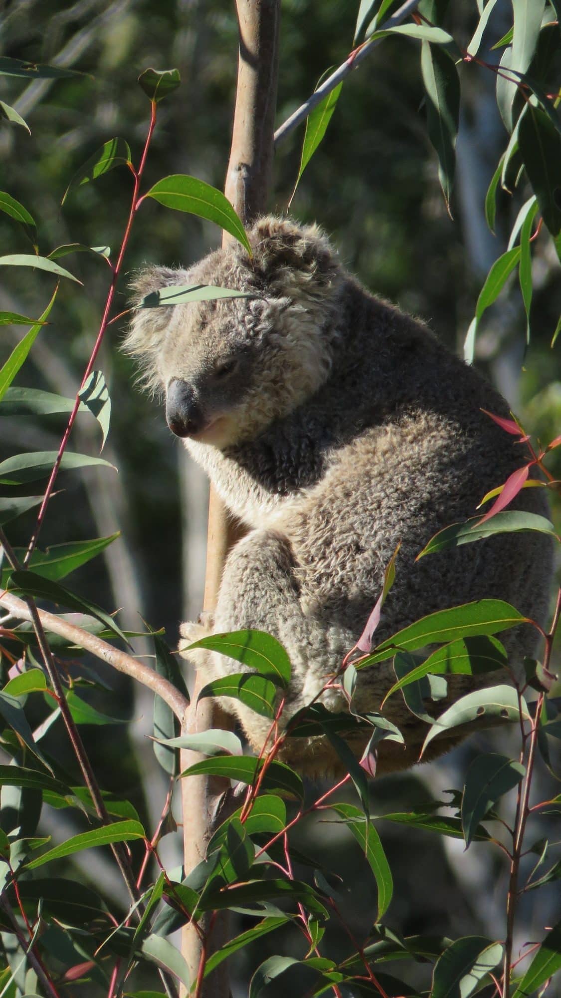 Koala in Tree 6