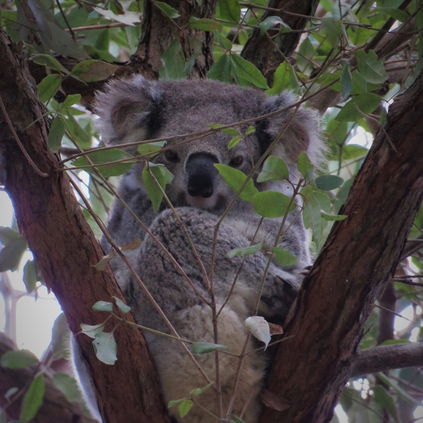 Koala in Tree - Midcoast2tops