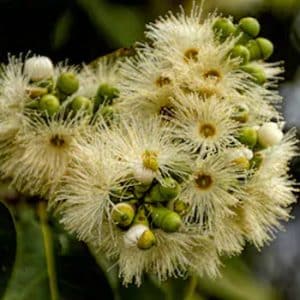 Weedy Warnings –  Gadaghi – Corymbia torelliana