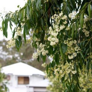 Flora in Feature  – the Weeping Lilly Pilly.
