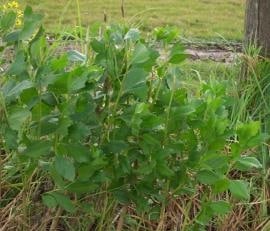 Weedy Warnings: Groundsel Bush (Baccharis halimifolia)