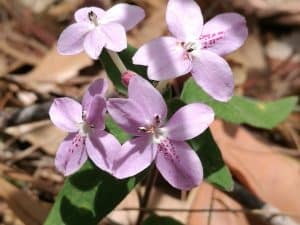 Flora in Feature: Pastel Flower – Pseuderanthemum variabile