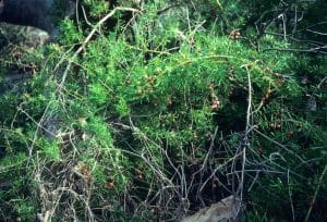 Weedy Warnings: Ground Asparagus – Asparagus aethiopicus