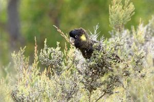 Flora Fauna in Feature: Glossy Black Cockatoos, Calyptorhynchus lathami
