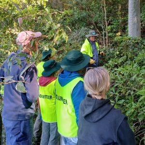 Wallamba Bridges Bushcare