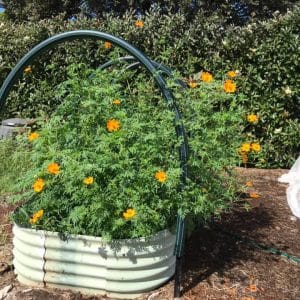 Nabiac Community Garden