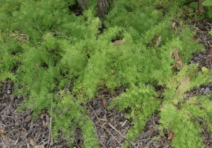 Weedy Warnings: Ground Asparagus (Asparagus aethiopicus)