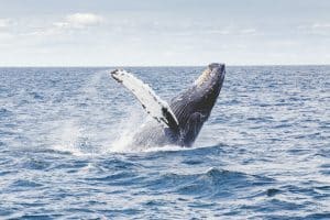 Fauna in Feature: Humpback whale migration