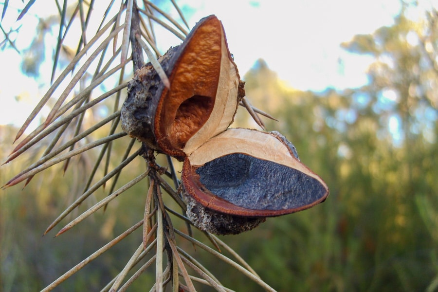The Serotinous Cones of Lodgepole Pine