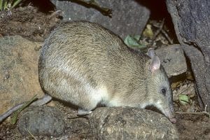 Fauna in Feature: The Long Nosed Bandicoot