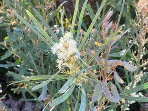 Flora in Feature: Acacia suaveolens – Sweet Wattle